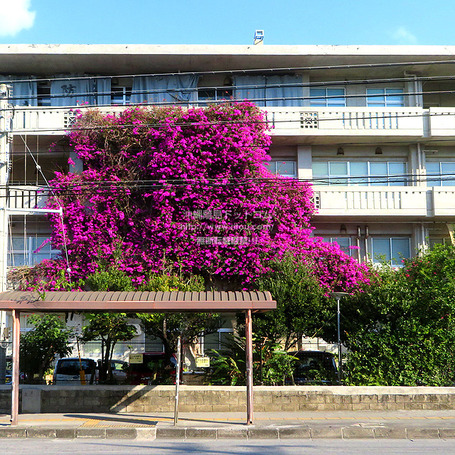 bougainvillea20250219na1132.jpg