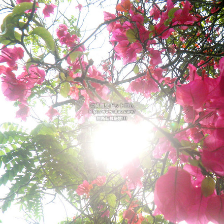 bougainvillea20250402x2564.jpg