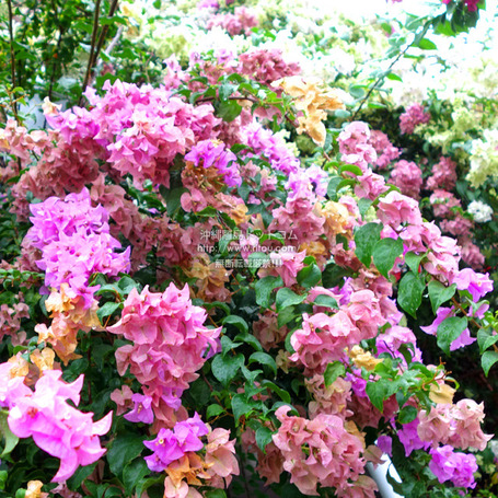 bougainvillea20251111w1941.jpg