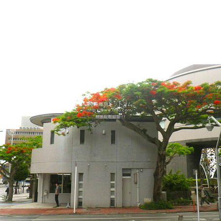 hououboku20250526w3217.jpg