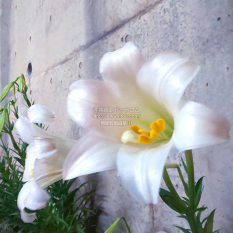 lily20250414x0276.jpg