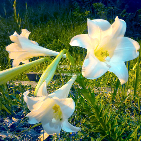 lily20250425teppou0303.jpg