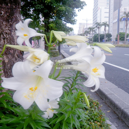 lily20250428r58t2858.jpg