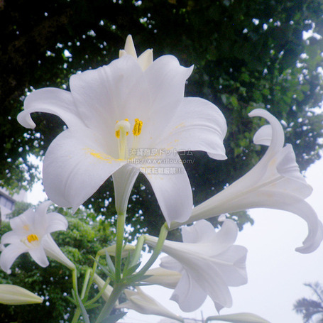 lily20250428r58x2863.jpg