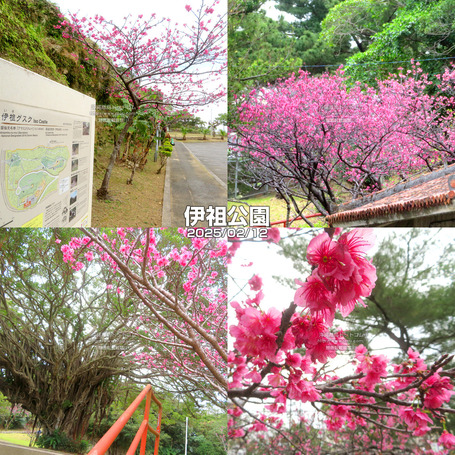 sakura20250212iso.jpg