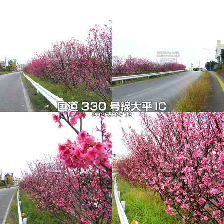 sakura20250212oohira.jpg