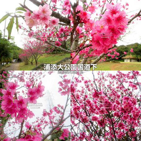 sakura20250212urapark.jpg