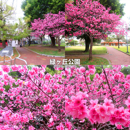 sakura20250213midori.jpg