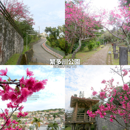 sakura20250214hanta.jpg