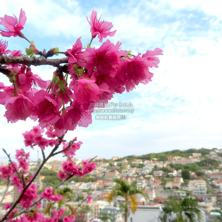 sakura20250214hantaz0938.jpg
