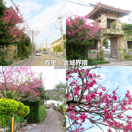 sakura20250214shuri.jpg
