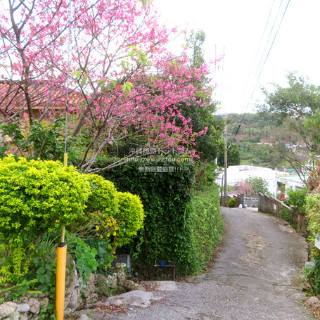 sakura20250214shuriz0919.jpg