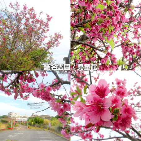 sakura20250214sikina.jpg