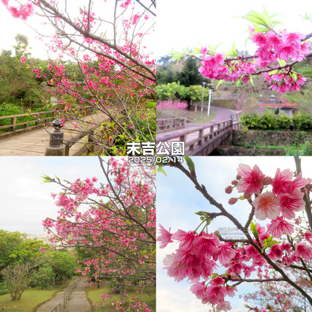 sakura20250214sueyosi.jpg