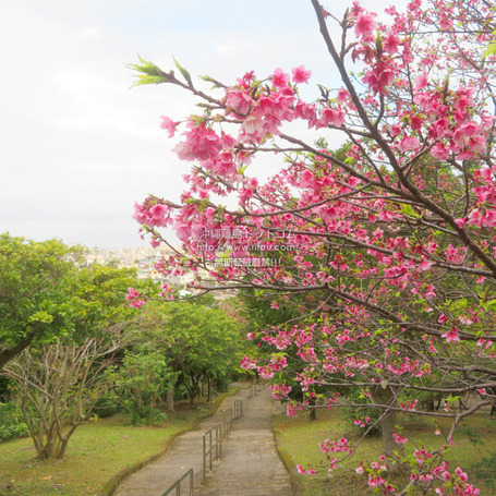 sakura20250214sueyosit0910.jpg