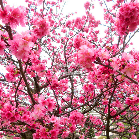 sakura20250215midorixf1004.jpg