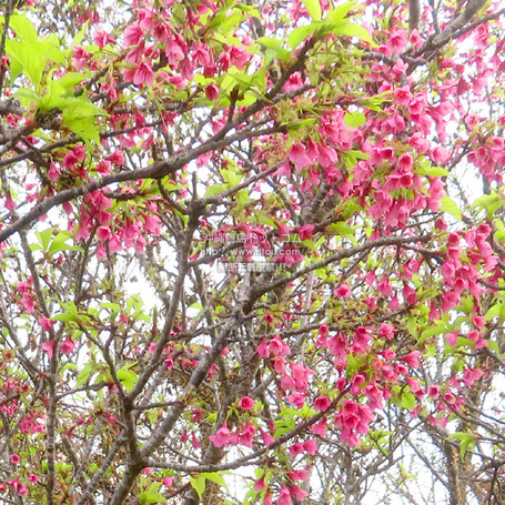 sakura20250215sikina0948.jpg