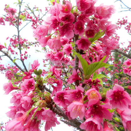 sakura20250218kuganiz1084.jpg