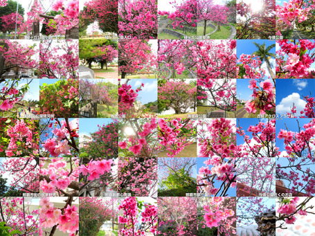 sakura20250221all.jpg