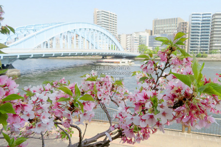 sakura20250420z2512.jpg